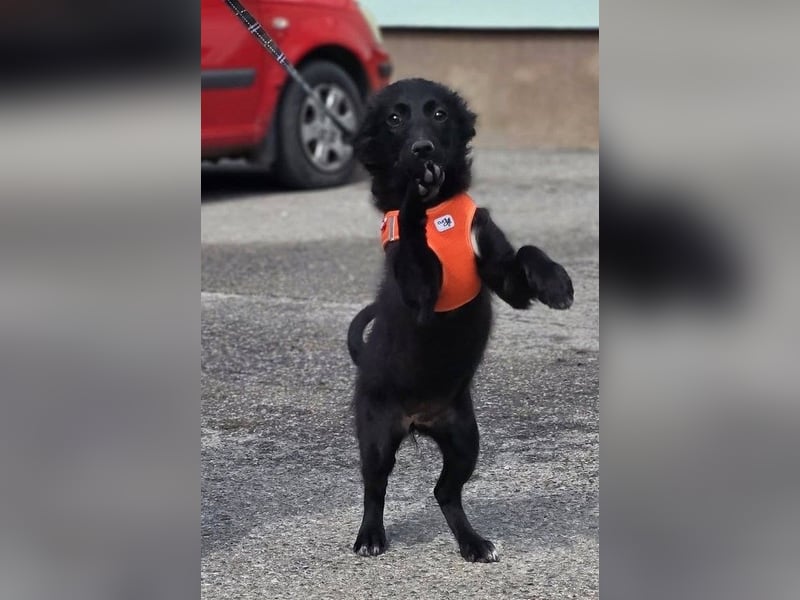 Xara quietschlebendiges, fröhliches Hundekind