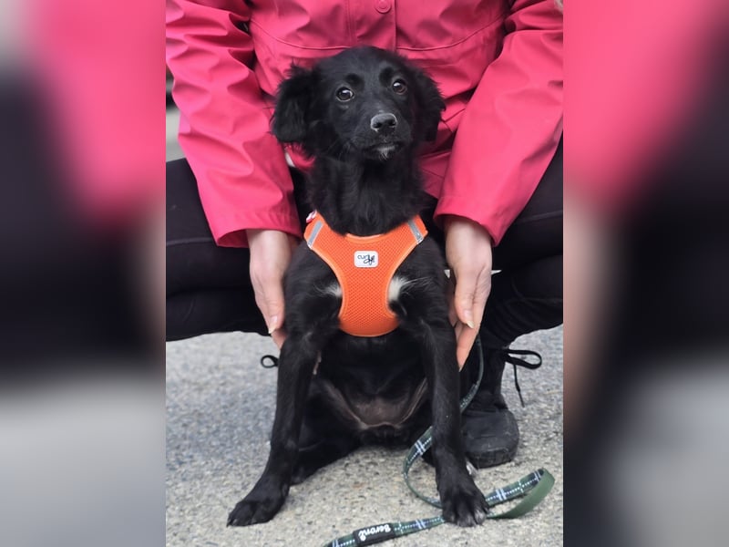 Xara quietschlebendiges, fröhliches Hundekind