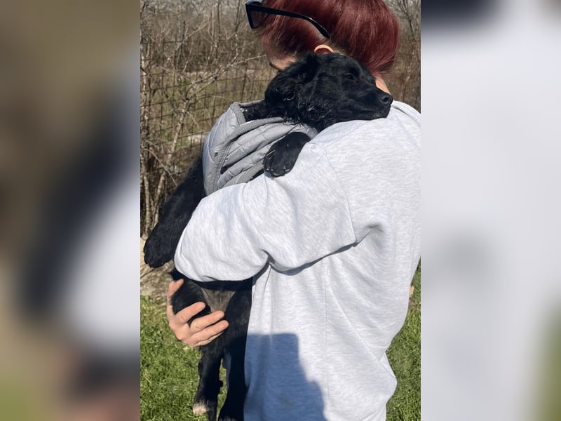 Kroat.Schäfi-Mix-Junghündin Đina : fröhlich, verspielt und verschmust