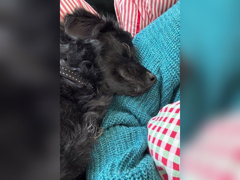 Đina ❤️ wartet in 21755 Hechthausen auf dich