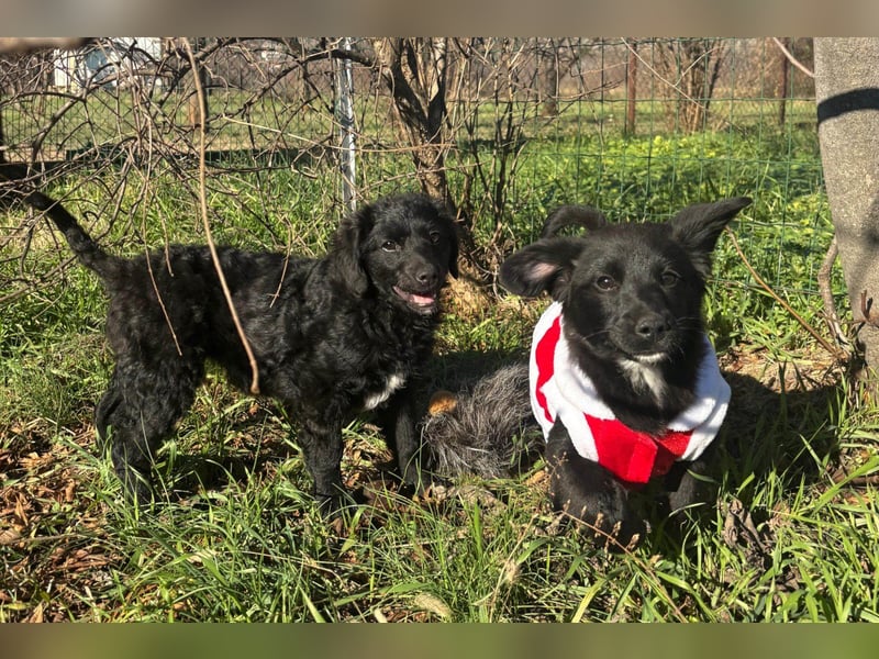 Kleinerbleibende Kroat.Schäfi-Mix-Welpin ♥ Đina ♥ fröhlich, verspielt und verschmust