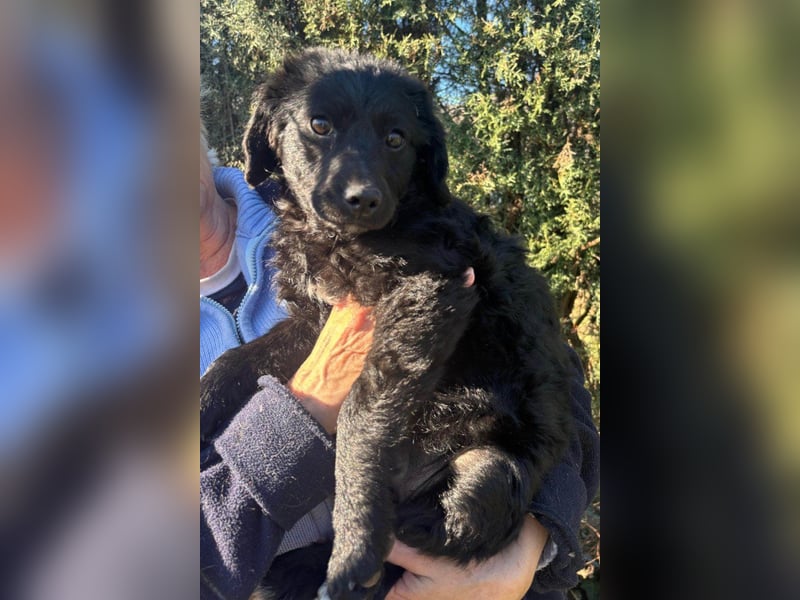 Kroat.Schäfi-Mix-Junghündin Đina : fröhlich, verspielt und verschmust