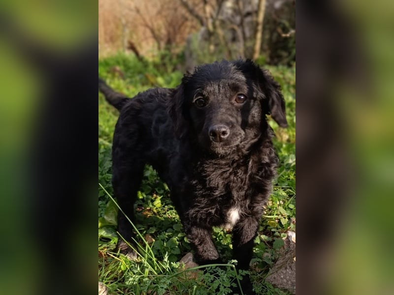 Kleinerbleibende Kroat.Schäfi-Mix-Welpin ♥ Đina ♥ fröhlich, verspielt und verschmust