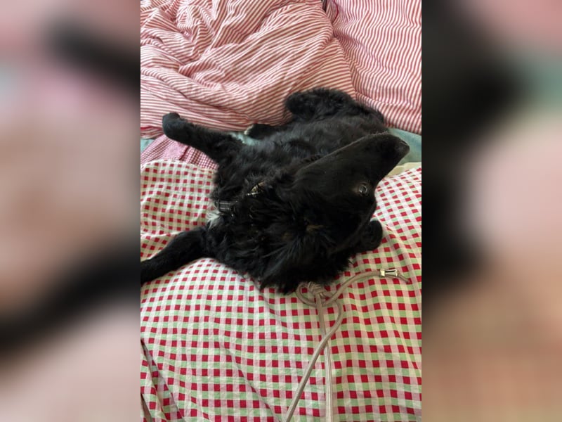 Đina ❤️ wartet in 21755 Hechthausen auf dich