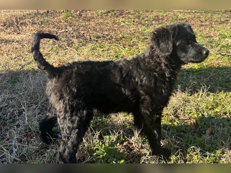 Kroat.Schäfi-Mix-Junghündin Đina : fröhlich, verspielt und verschmust