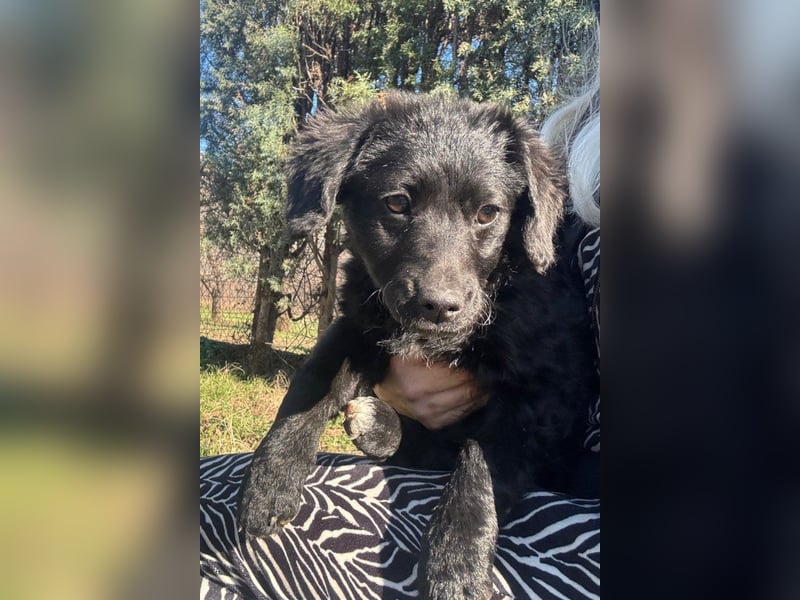 Kroat.Schäfi-Mix-Junghündin Đina : fröhlich, verspielt und verschmust