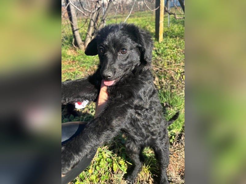 Đina ❤️ wartet in 21755 Hechthausen auf dich