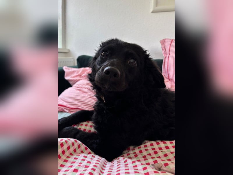 Đina ❤️ wartet in 21755 Hechthausen auf dich