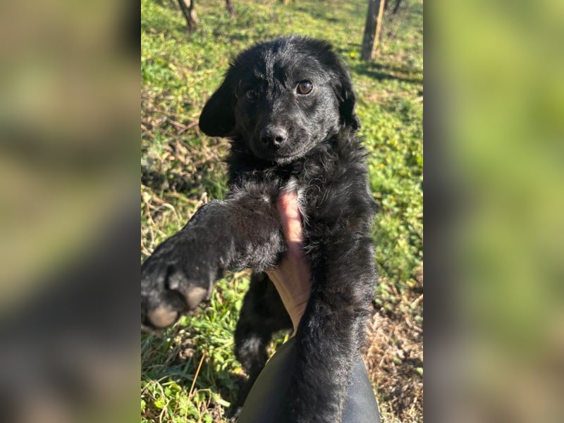 Đina ❤️ wartet in 21755 Hechthausen auf dich