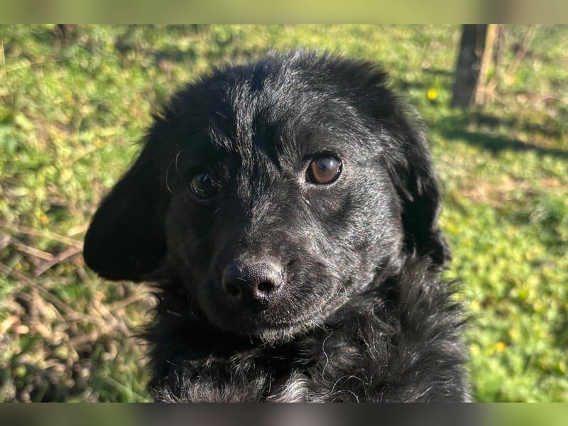 Kleinerbleibende Kroat.Schäfi-Mix-Welpin ♥ Đina ♥ fröhlich, verspielt und verschmust