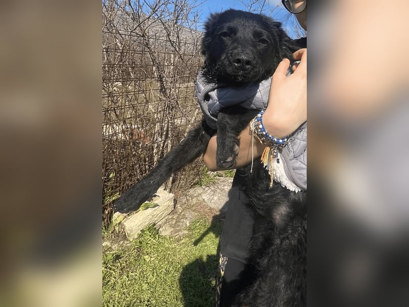 Kroat.Schäfi-Mix-Junghündin Đina : fröhlich, verspielt und verschmust