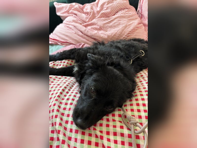 Đina ❤️ wartet in 21755 Hechthausen auf dich