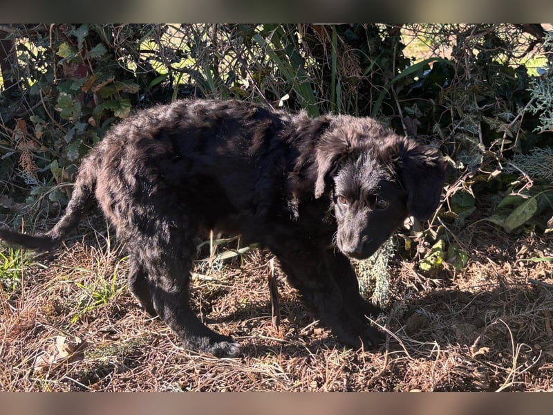 Kroat.Schäfi-Mix-Junghündin Đina : fröhlich, verspielt und verschmust