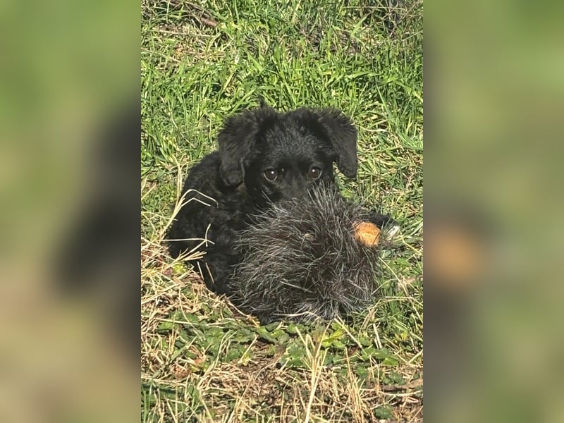 Kroat.Schäfi-Mix-Junghündin Đina : fröhlich, verspielt und verschmust