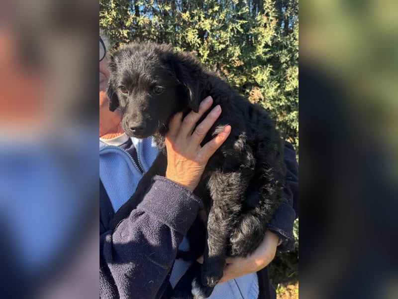 Đina ❤️ wartet in 21755 Hechthausen auf dich