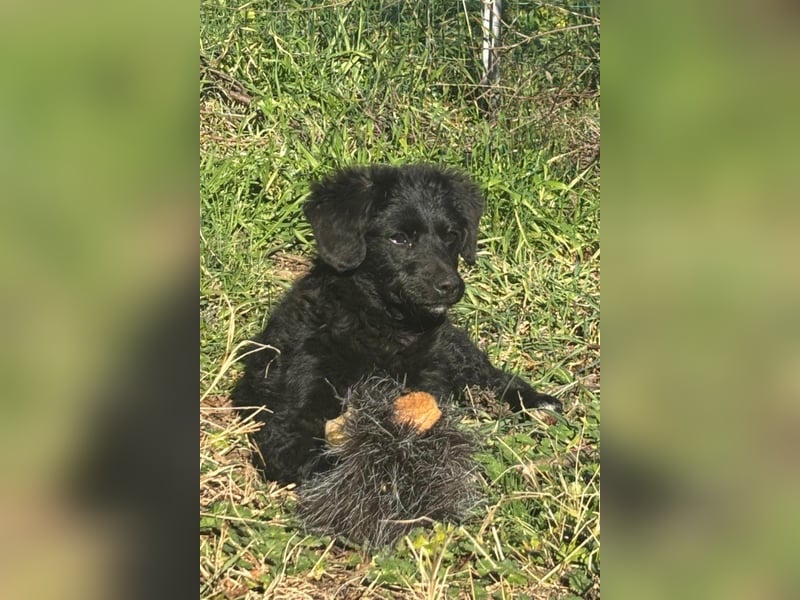 Kroat.Schäfi-Mix-Junghündin Đina : fröhlich, verspielt und verschmust