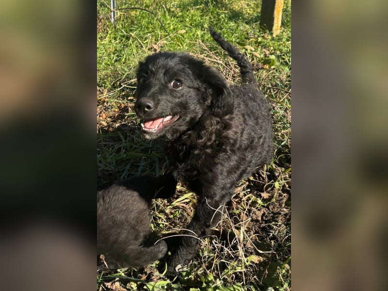 Kroat.Schäfi-Mix-Junghündin Đina : fröhlich, verspielt und verschmust