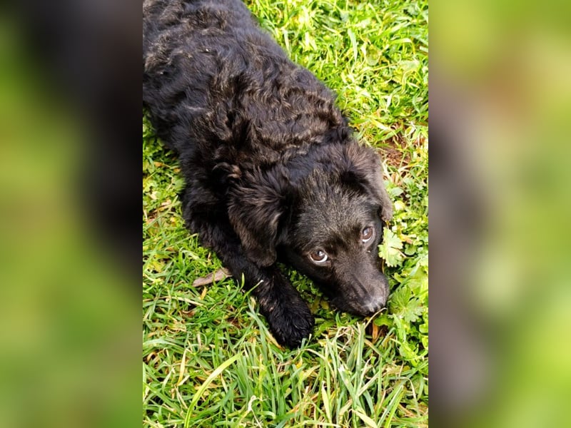 Kleinerbleibende Kroat.Schäfi-Mix-Welpin ♥ Đina ♥ fröhlich, verspielt und verschmust