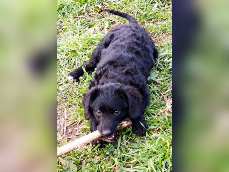 Kleinerbleibende Kroat.Schäfi-Mix-Welpin ♥ Đina ♥ fröhlich, verspielt und verschmust