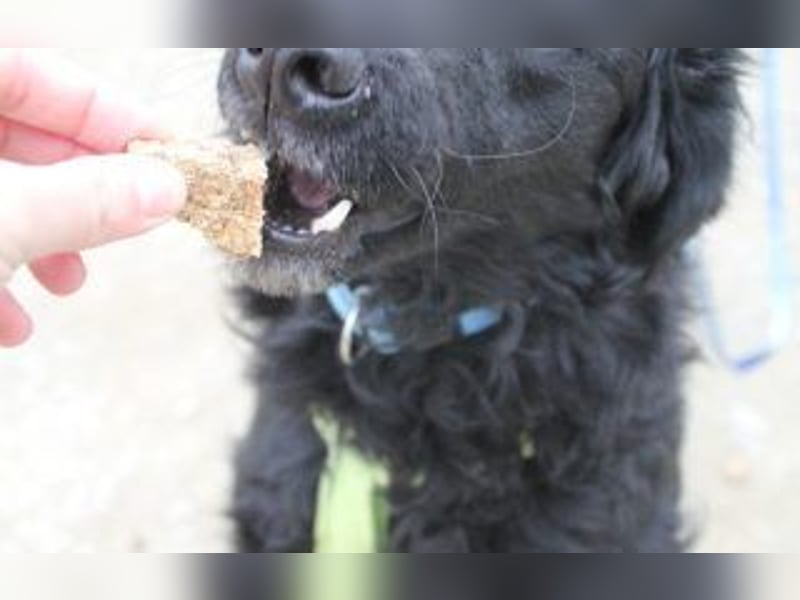 Kroatischer Schäferhundmix Momo