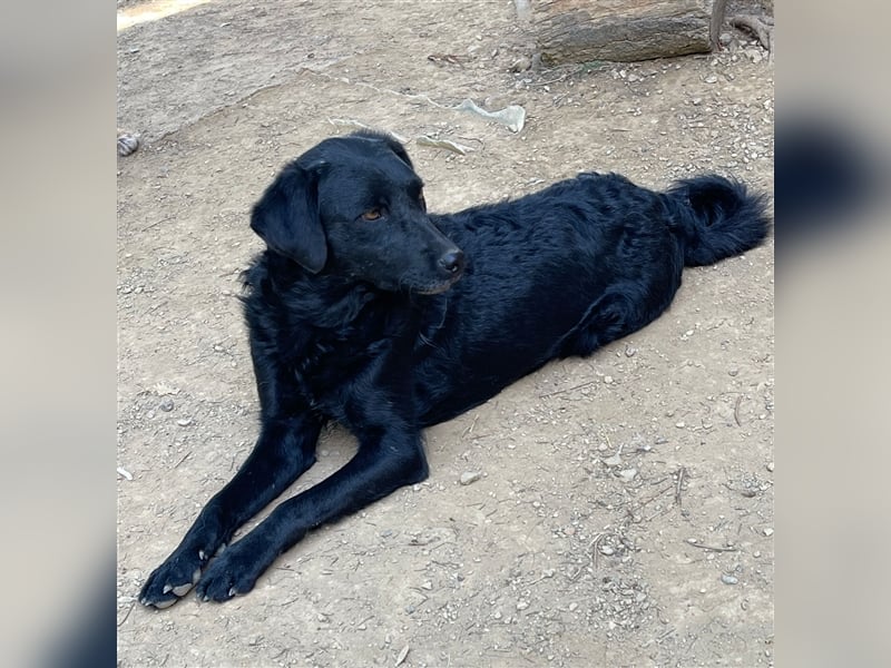 Kroatischer Schäferhundmix Indie