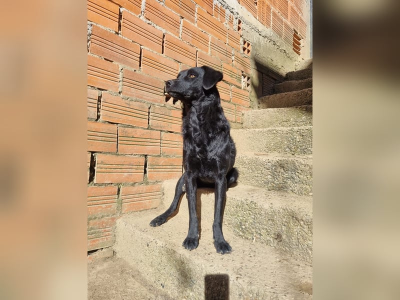 kroatischer Schäferhund Mischling Elextra