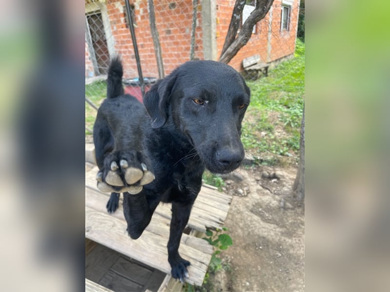 Kroatischer Schäferhundmix Indie