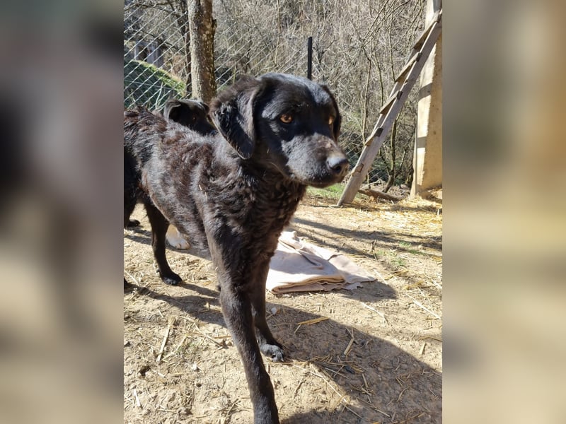 kroatischer Schäferhund Mischling Elextra