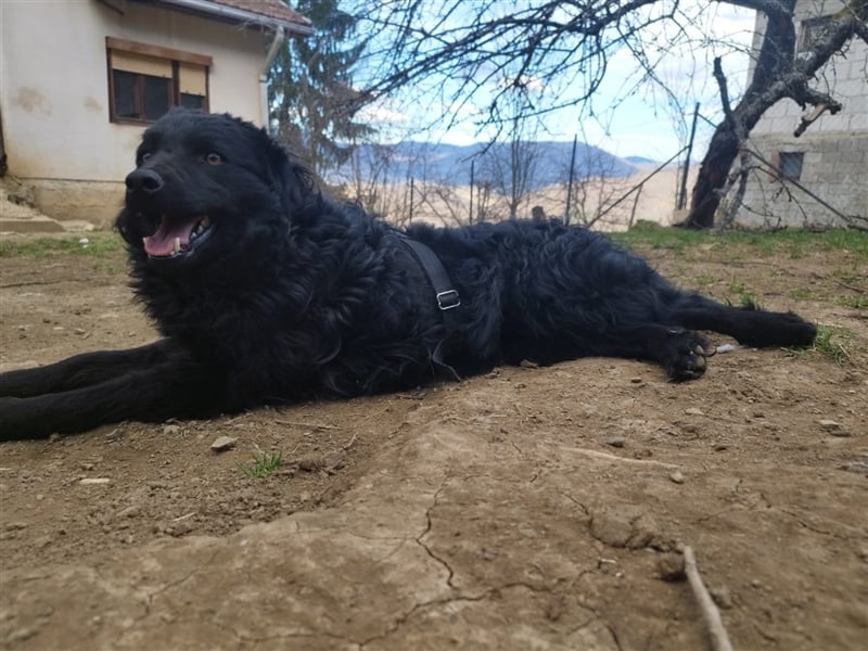 Kroatischer Schäferhundmix Momo