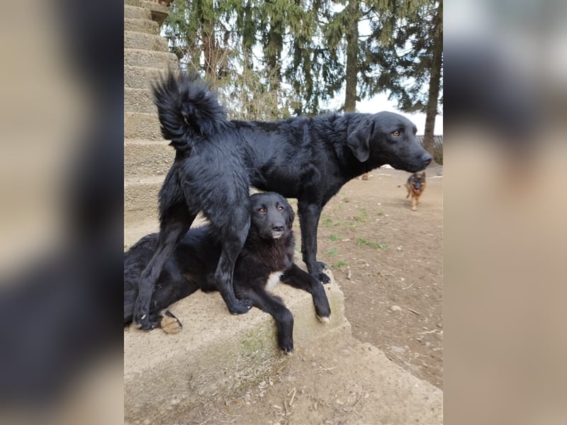 Kroatischer Schäferhundmix Indie