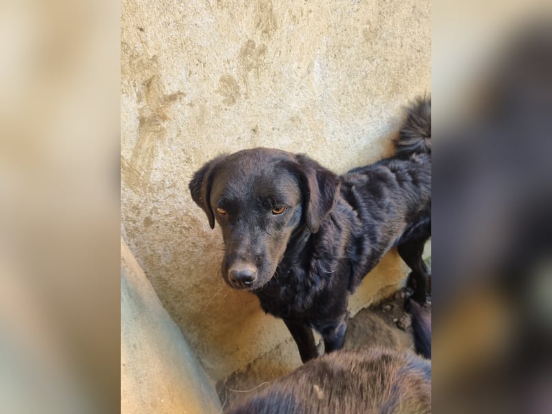 kroatischer Schäferhund Mischling Elextra