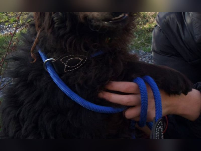 kleiner Kämpfer Ozzy