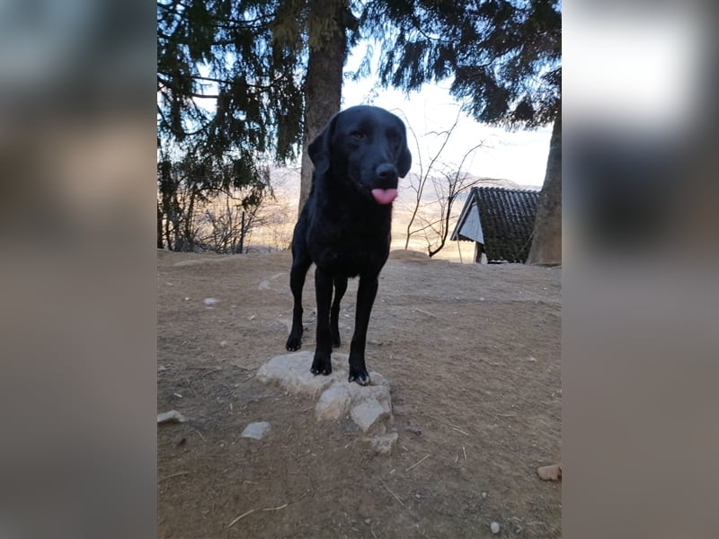 Kroatischer Schäferhundmix Indie