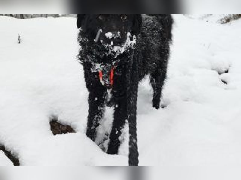 Kroatischer Schäferhundmix Momo