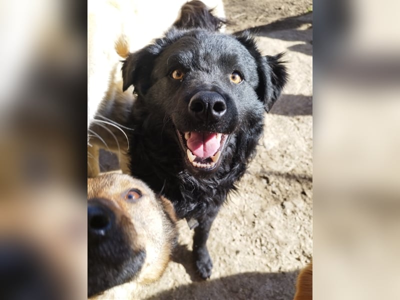 Kroatischer Schäferhundmix Momo
