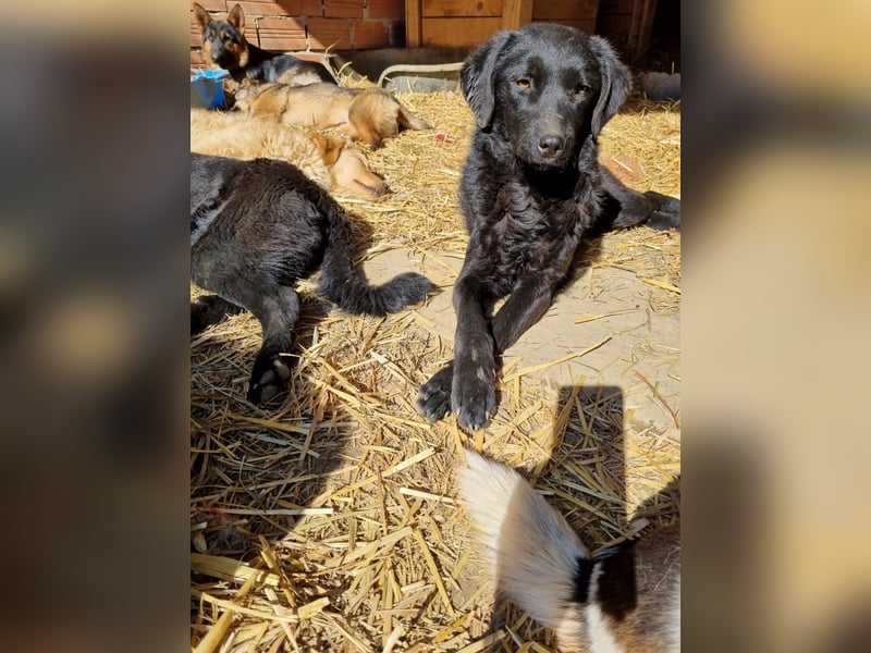 kroatischer Schäferhund Mischling Elextra