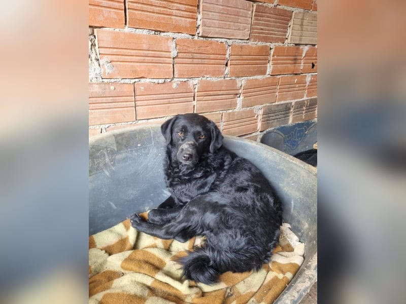 kroatischer Schäferhund Mischling Elextra