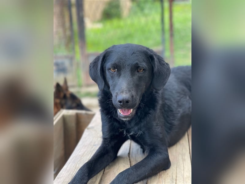 Kroatischer Schäferhundmix Indie