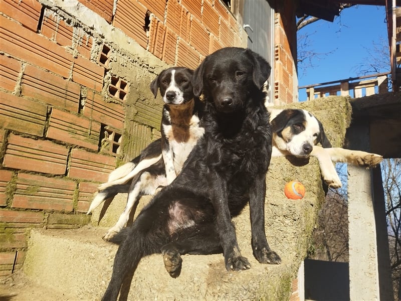 Kroatischer Schäferhundmix Indie