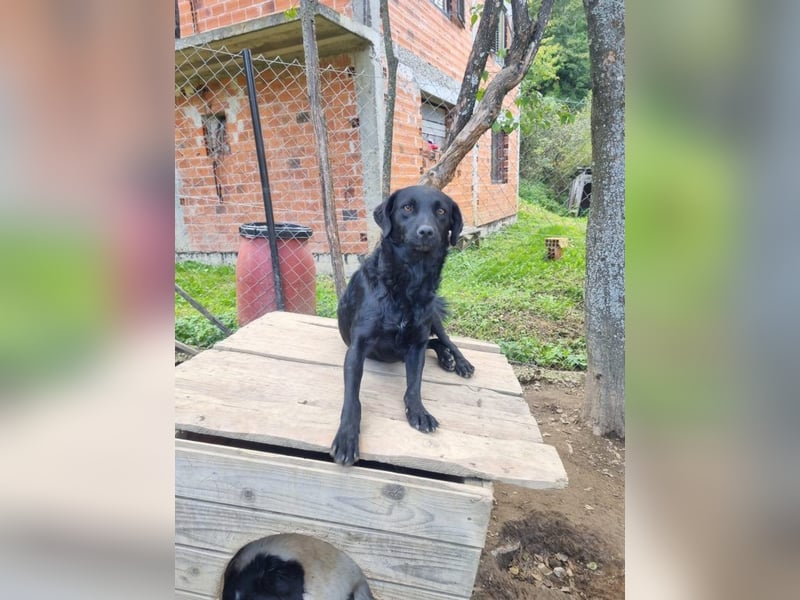 kroatischer Schäferhund Mischling Elextra