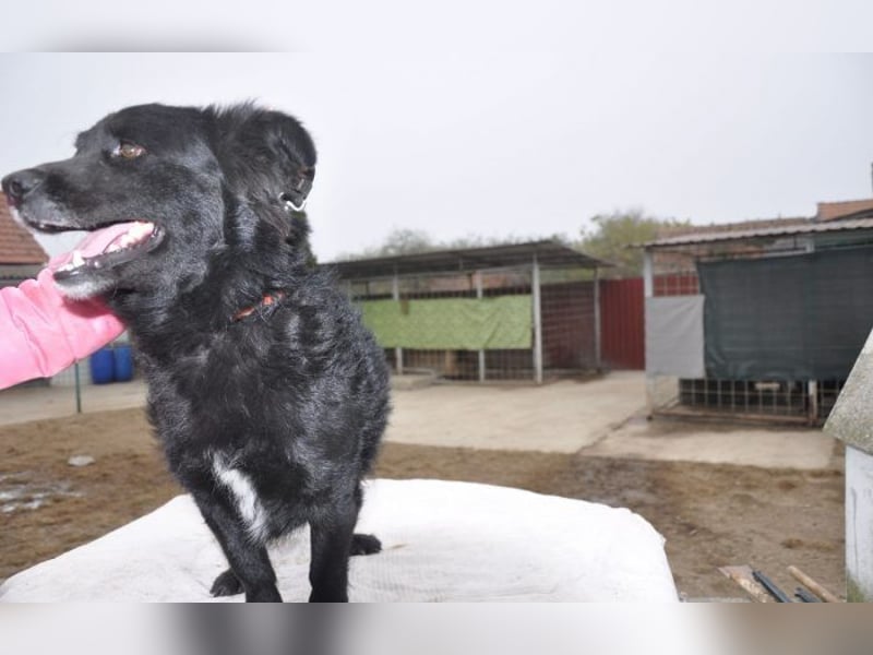 menschenbezogener Otto