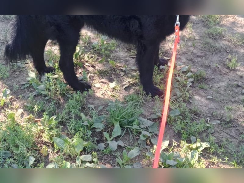 menschenbezogener Tobby