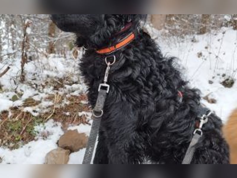 Kroatischer Schäferhundmix Momo