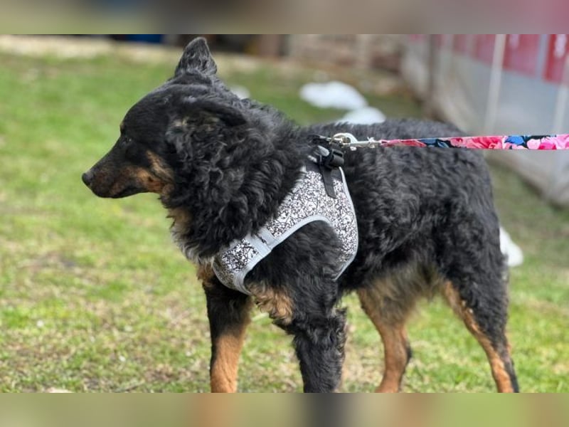 wunderschöne Bessie