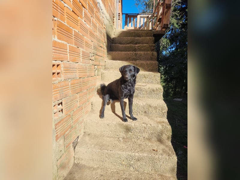 kroatischer Schäferhund Mischling Elextra