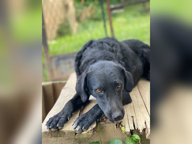 Kroatischer Schäferhundmix Indie