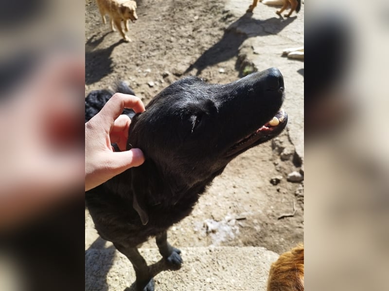 Kroatischer Schäferhundmix Indie