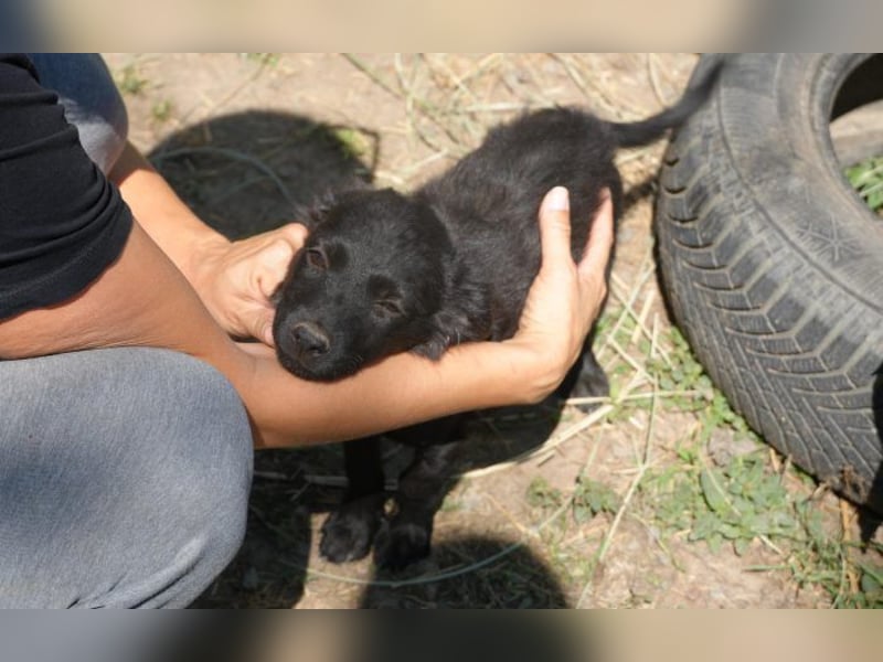 neugierige Fubi