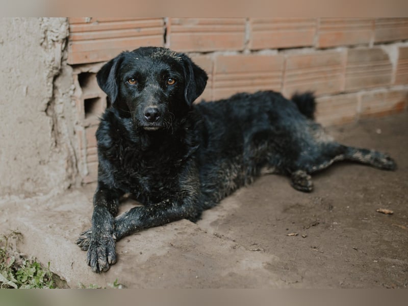 kroatischer Schäferhund Mischling Elextra