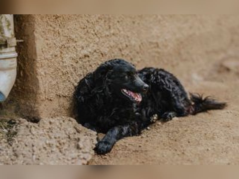 Kroatischer Schäferhundmix Momo